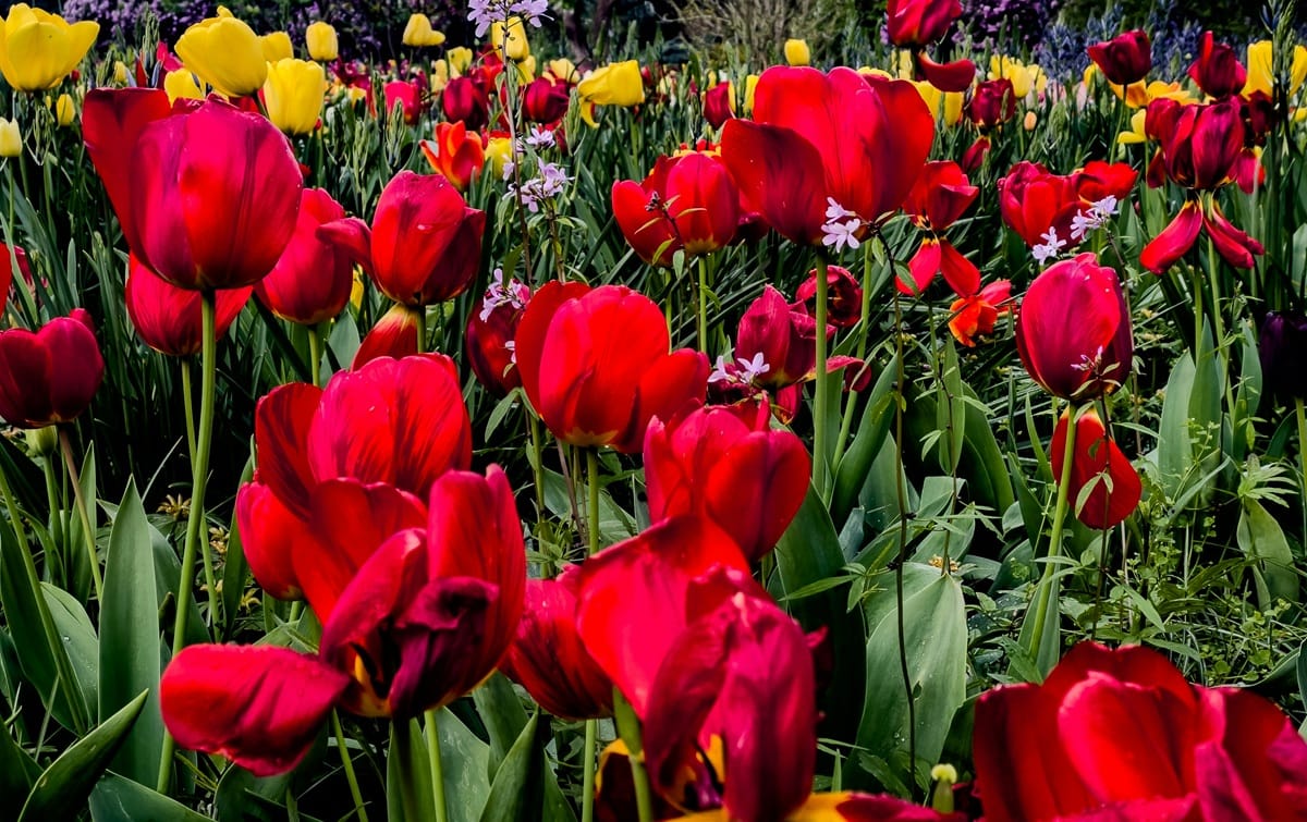 Jak zaprojektować ogród przy domu?